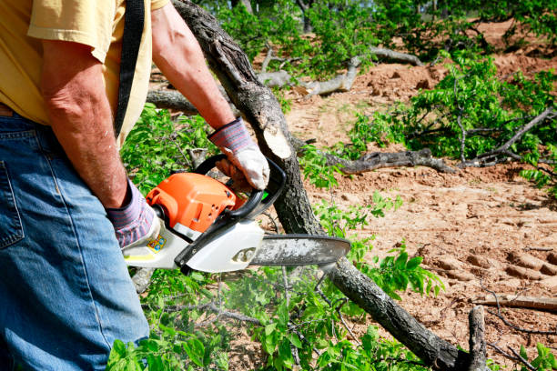 Best Emergency Storm Tree Removal  in Salina, OK